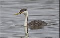 _1SB9883 western grebe